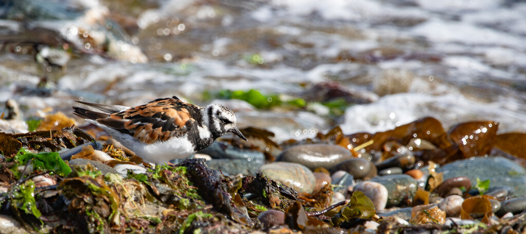 Returning Turnstone by lifeat60degrees