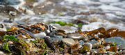 13th Aug 2024 - Returning Turnstone