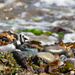 Returning Turnstone by lifeat60degrees