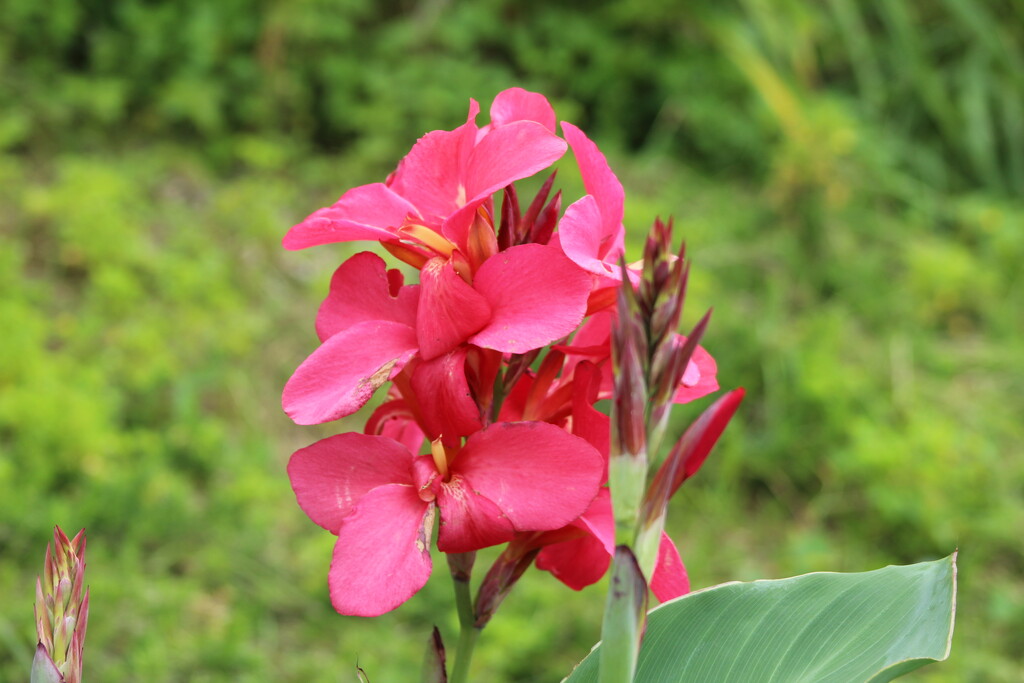 A red flower by huger