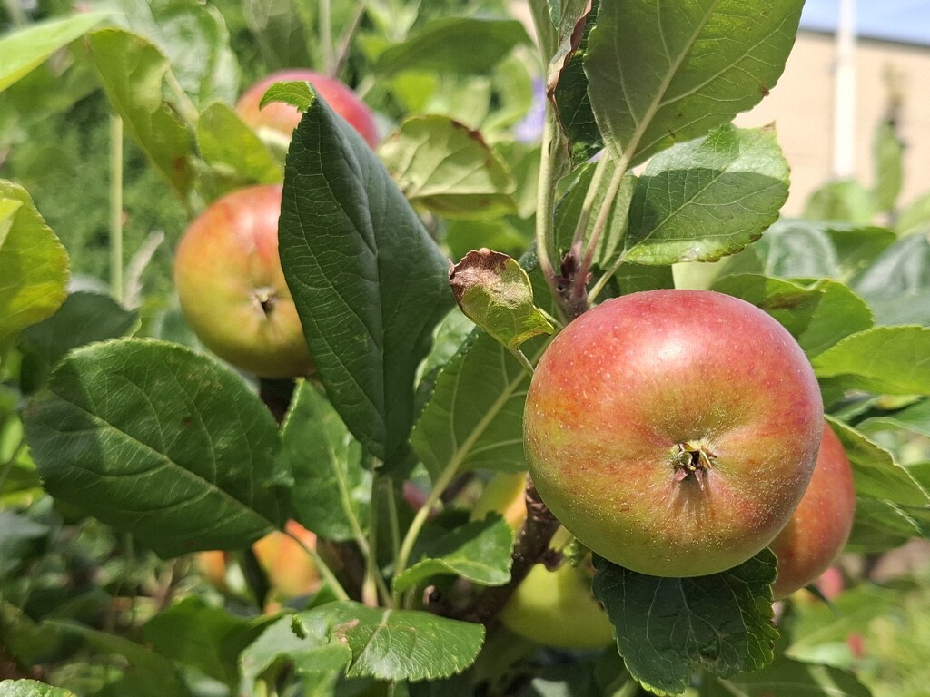 Day 226/366. Apples in the local community garden.  by fairynormal