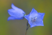 13th Aug 2024 - Bluebell