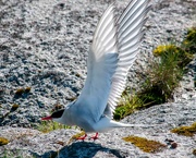 13th Aug 2024 - Tern