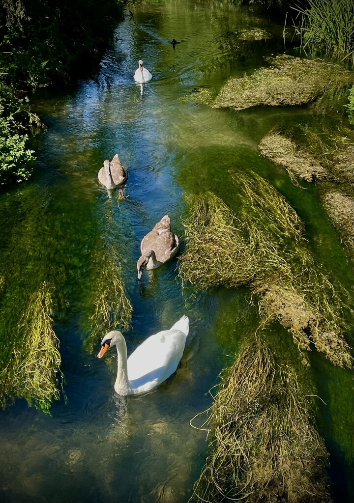 Swan family by nigelrogers