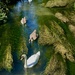 Swan family by nigelrogers