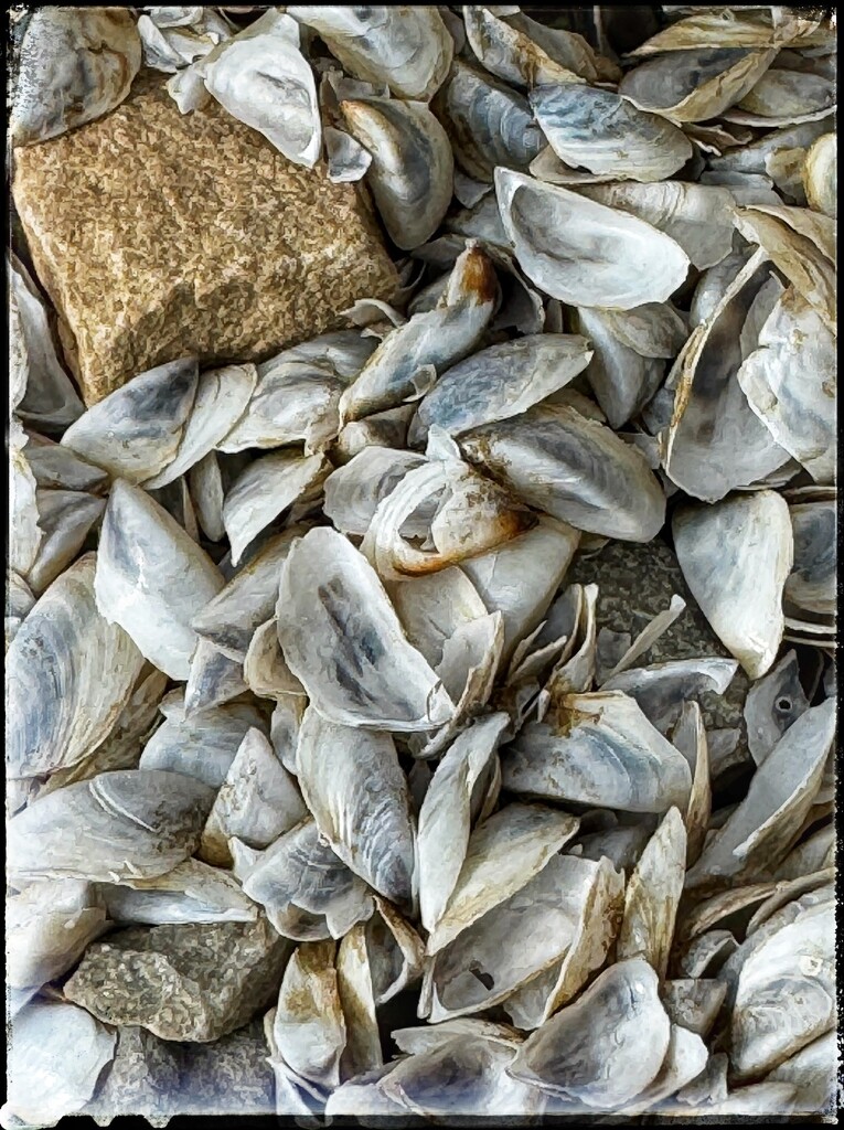 Zebra Mussels by eahopp