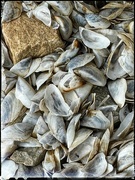 13th Aug 2024 - Zebra Mussels