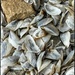 Zebra Mussels