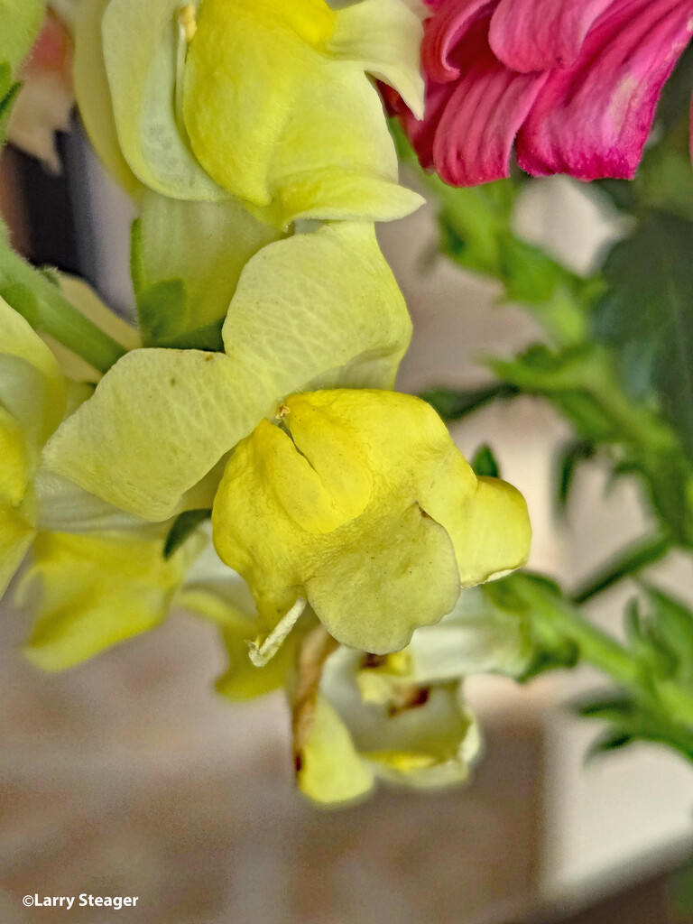 Yellow snapdragon by larrysphotos