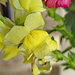 Yellow snapdragon by larrysphotos