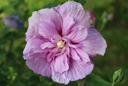 13th Aug 2024 - Rose Of Sharon