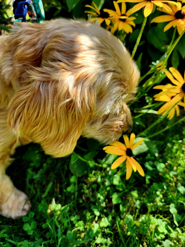 Take Time to Smell the Flowers by jo38