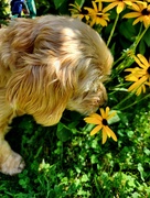 13th Aug 2024 - Take Time to Smell the Flowers