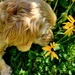 Take Time to Smell the Flowers by jo38