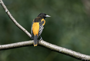 13th Aug 2024 - The Oriole