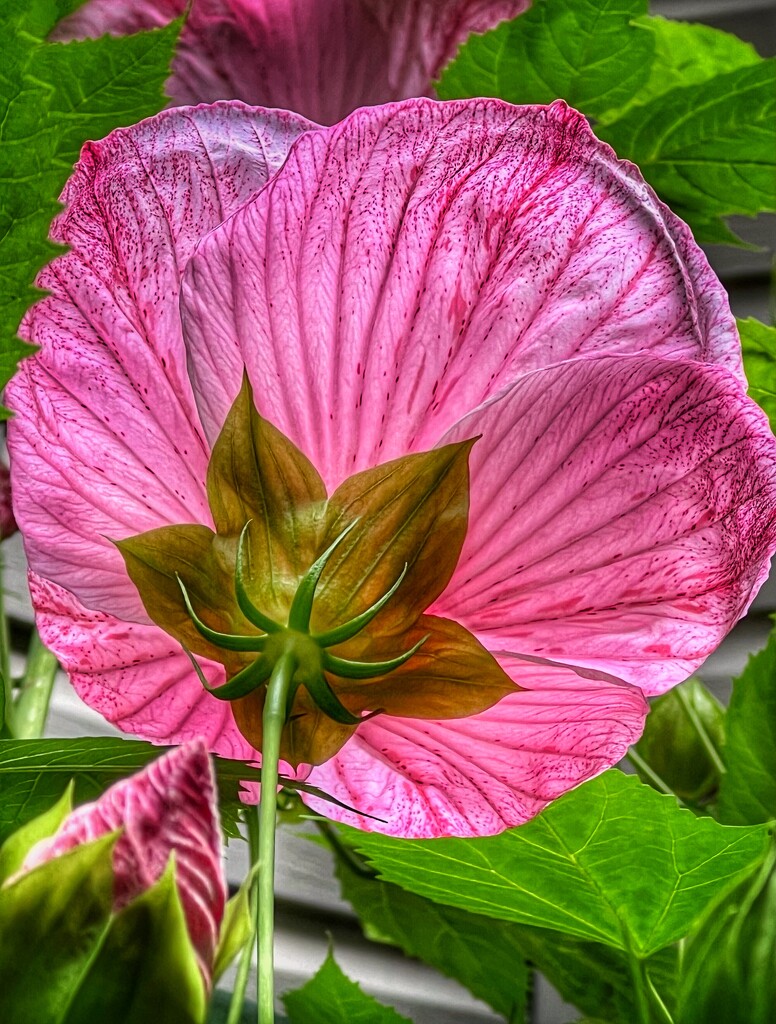 hardy hibiscus by amyk