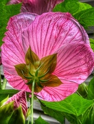 13th Aug 2024 - hardy hibiscus