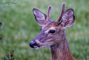 13th Aug 2024 - Evening Visitor