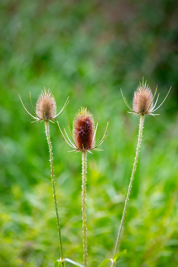 Wild Teasel by frodob