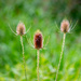 Wild Teasel