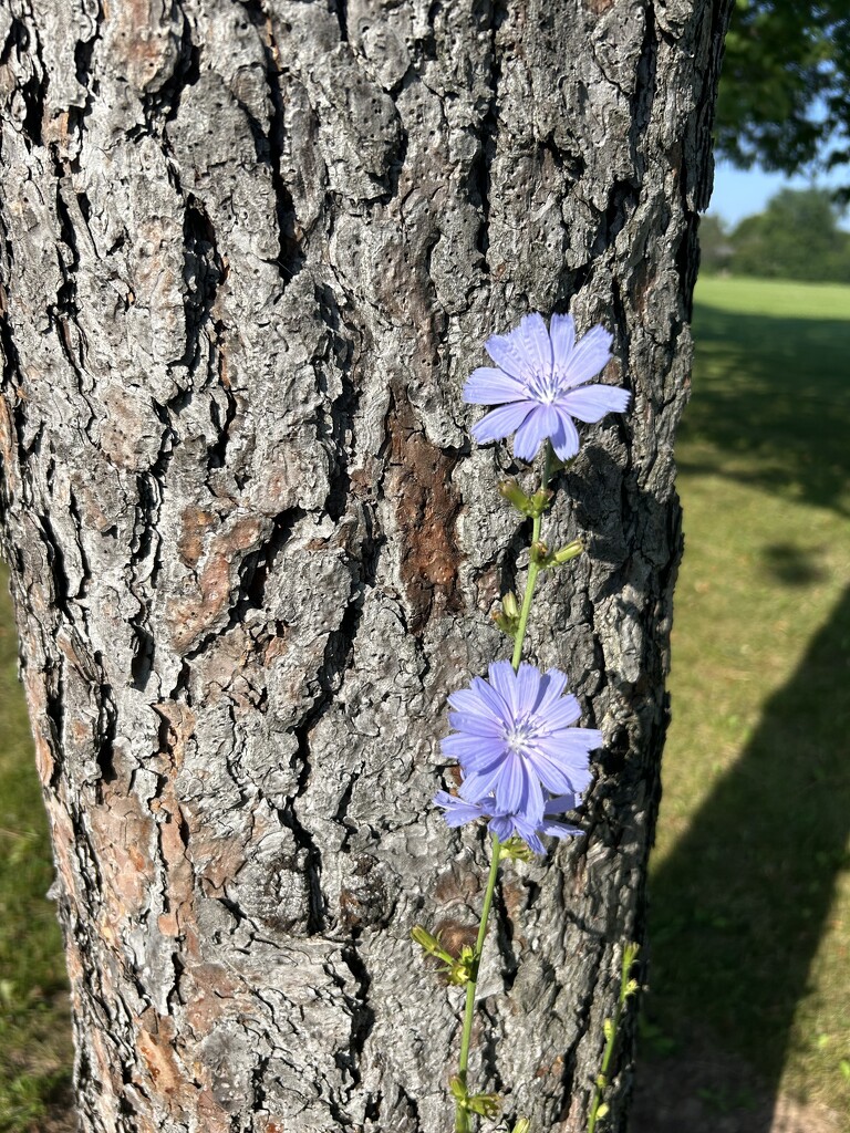 Flowers growing on tree trunks by mltrotter