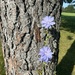 Flowers growing on tree trunks by mltrotter