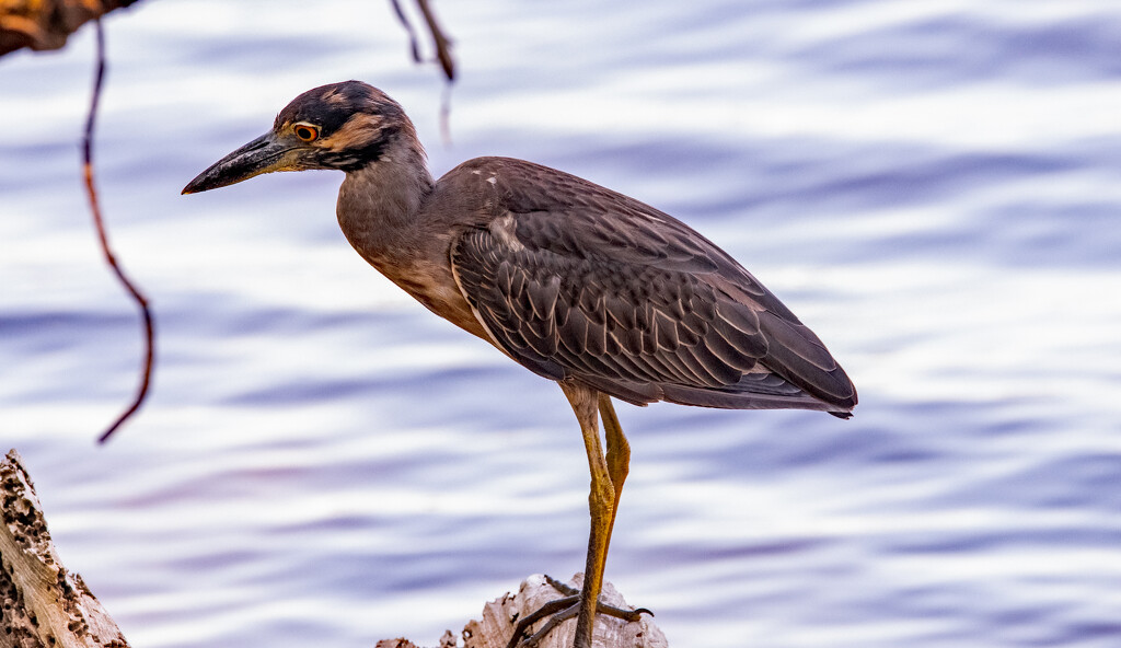 Yellow Crowned Night Heron! by rickster549