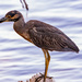 Yellow Crowned Night Heron! by rickster549