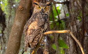 13th Aug 2024 - Great Horned Owl, Juvenile!