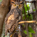 Great Horned Owl, Juvenile! by rickster549