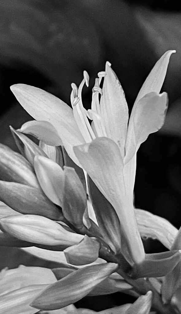 Hosta by sjgiesman