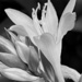 Hosta by sjgiesman