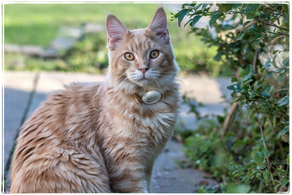 Such a friendly kitty by ludwigsdiana