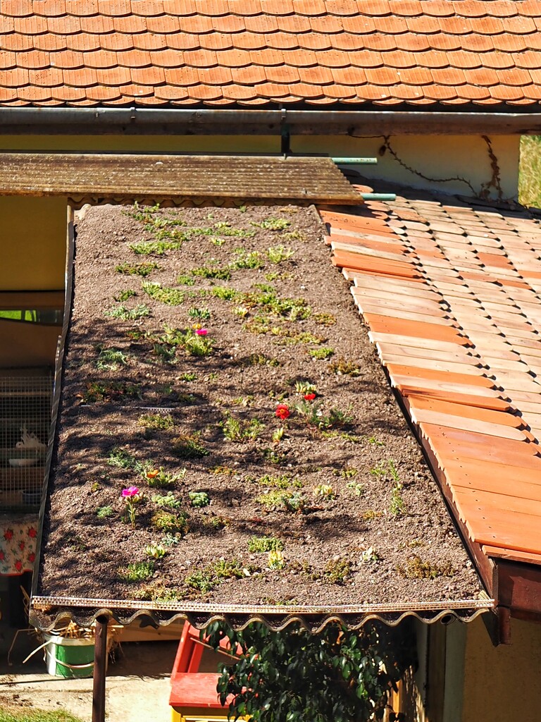 Green roof v 2.0 by monikozi