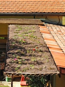 14th Aug 2024 - Green roof v 2.0