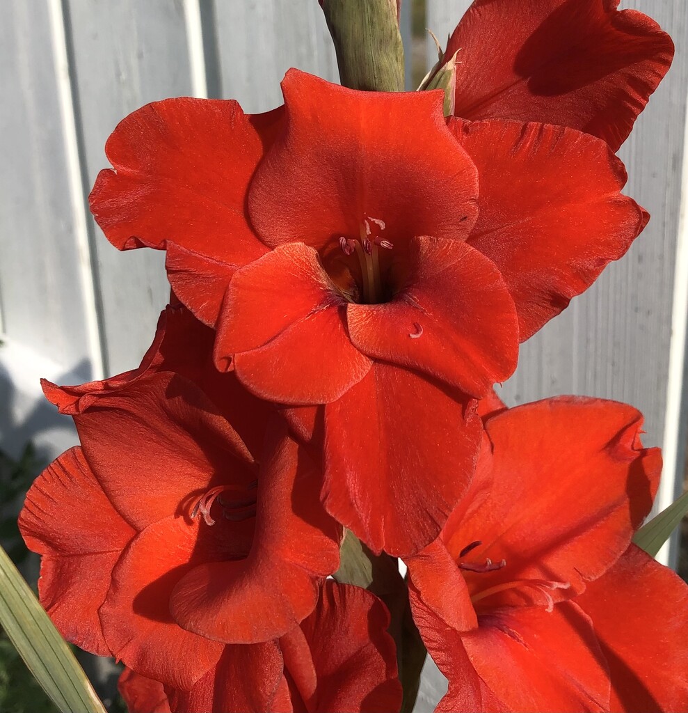 Gladiolus  flower by dailypix