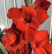 13th Aug 2024 - Gladiolus  flower