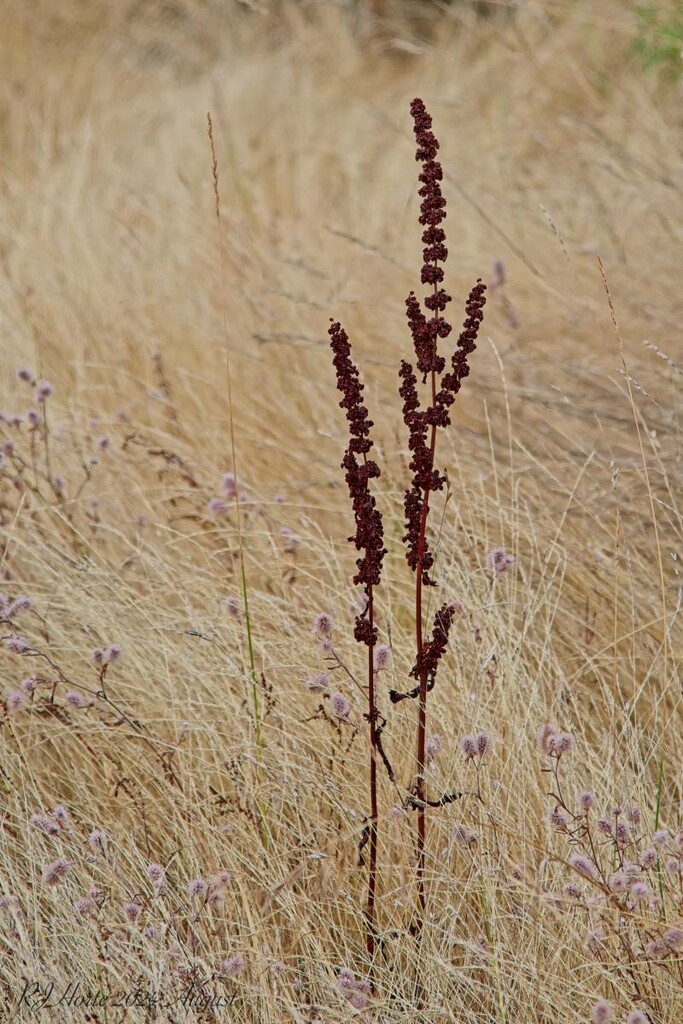 Dry Grass by horter