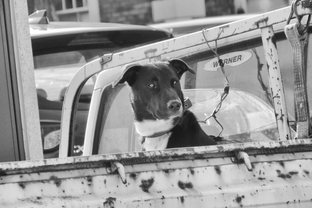 dogs on utes! by kali66