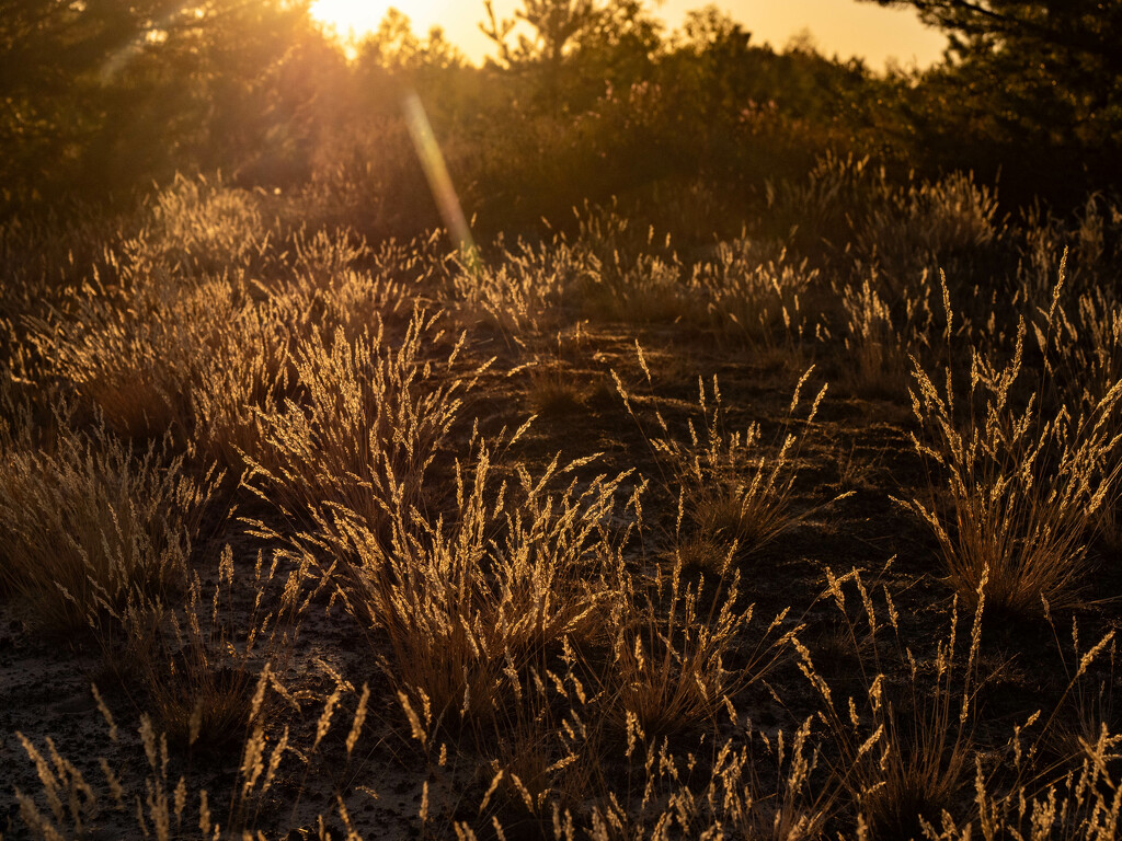 The last ray of sunshine by haskar