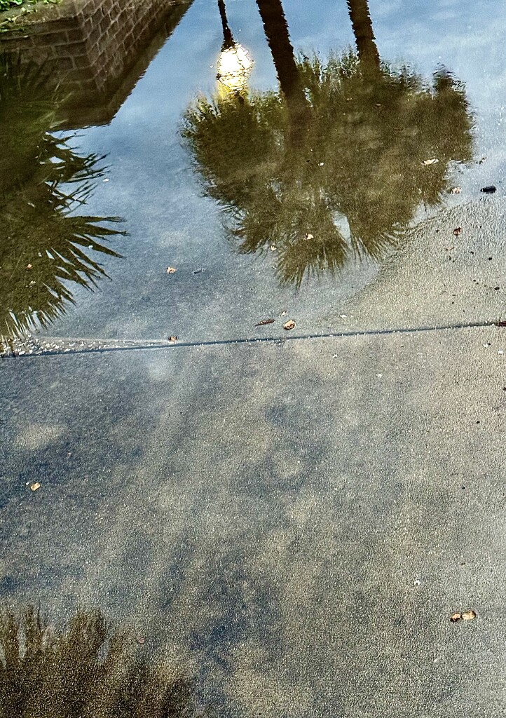 Palmetto  reflection by congaree