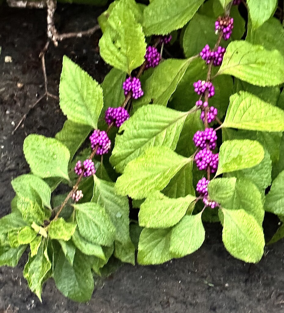 The beauty berries have returned by congaree