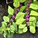 The beauty berries have returned by congaree