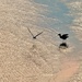 Low tide scene by congaree