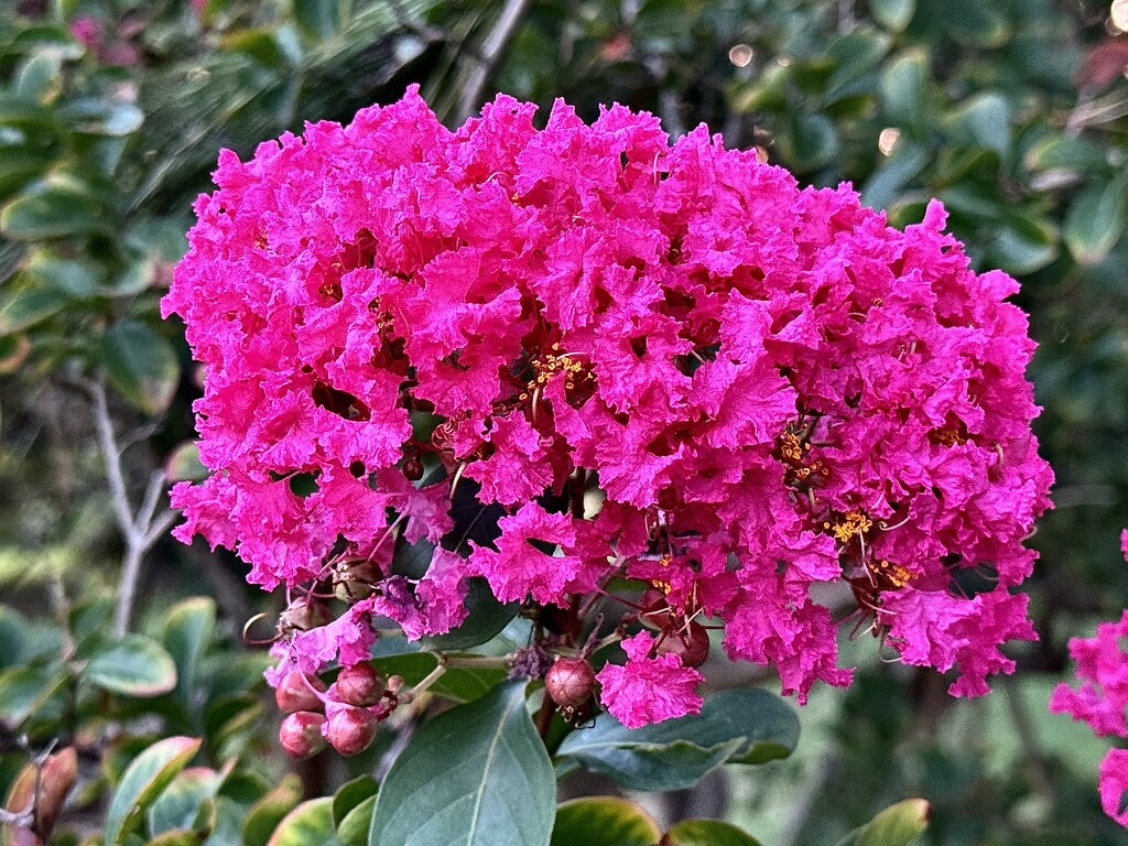 The astonishing beauty of crepe myrtles in bloom by congaree