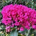 The astonishing beauty of crepe myrtles in bloom by congaree