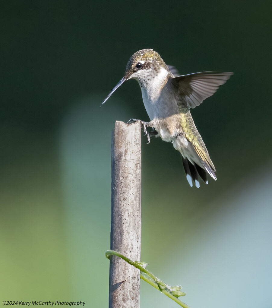 Landing post by mccarth1