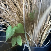 12th Aug 2024 - New leaves among dead grass