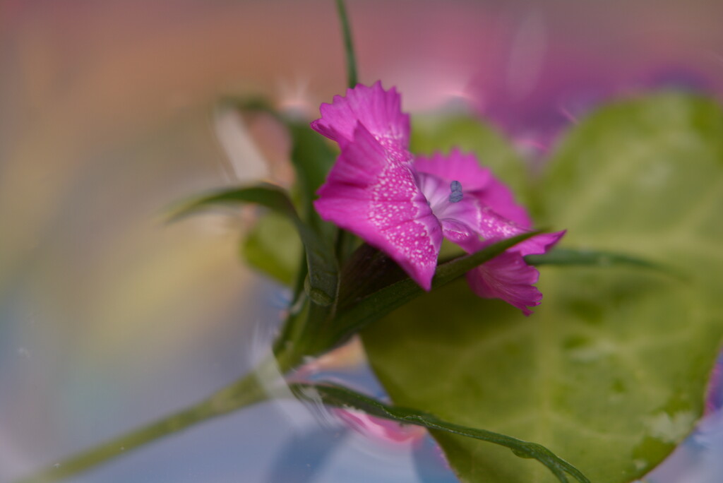 Dianthus and heart~~~~~ by ziggy77