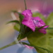 Dianthus and heart~~~~~ by ziggy77